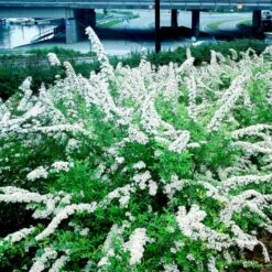 Snedrivebusk 'Grefsheim' Spiraea Cinerea 'Grefsheim' Med Klump,- 125-150 Cm.