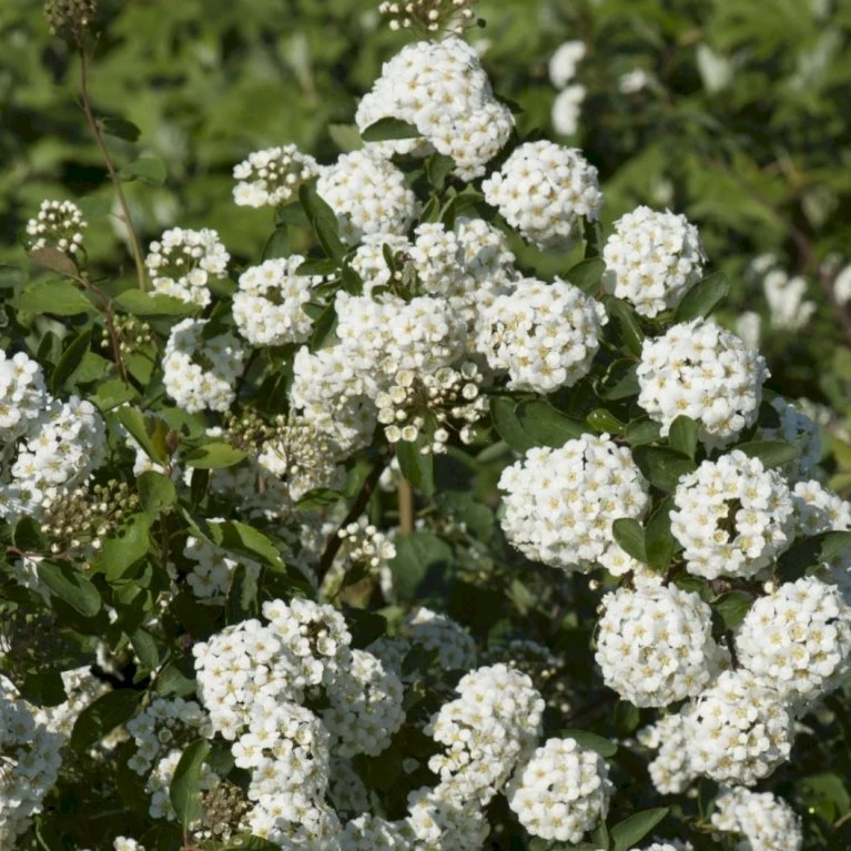 Buketspiræa Spiraea X Vanhouttei Plug + 2 års, 50-80 Cm. 3 Buketspiræa Spiraea X Vanhouttei Plug + 2 års, 50-80 Cm.