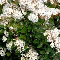 Buketspiræa Spiraea X Vanhouttei Plug + 2 års, 50-80 Cm. 9 Buketspiræa Spiraea X Vanhouttei Plug + 2 års, 50-80 Cm. -Siriu Planter Butik p1971 54113 spiraea x vanhouttei 562f