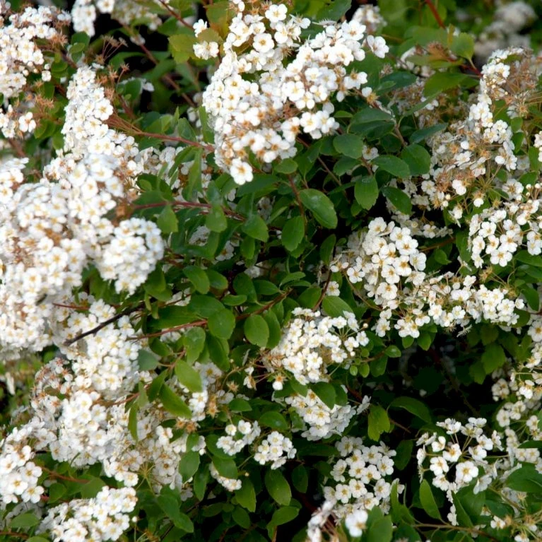 Buketspiræa Spiraea X Vanhouttei Plug + 2 års, 50-80 Cm. 5 Buketspiræa Spiraea X Vanhouttei Plug + 2 års, 50-80 Cm. - Billede 3