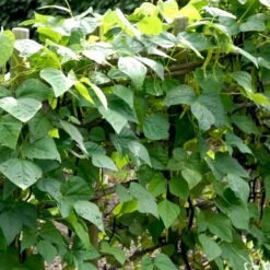 Valskbønne 'Express' Øko Vicia Faba 'Express' Frøpose, Antal Pr. Pakke, Ca. 13 Stk. -Siriu Planter Butik p20154 54545 vicia faba express 5e25