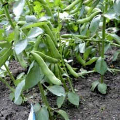 Valskbønne 'Express' Øko Vicia Faba 'Express' Frøpose, Antal Pr. Pakke, Ca. 13 Stk. -Siriu Planter Butik p20154 54546 vicia faba express 775c