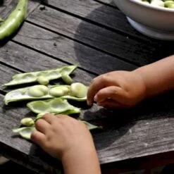 Valskbønne 'Express' Øko Vicia Faba 'Express' Frøpose, Antal Pr. Pakke, Ca. 13 Stk. -Siriu Planter Butik p20154 54547 vicia faba express 3d2c