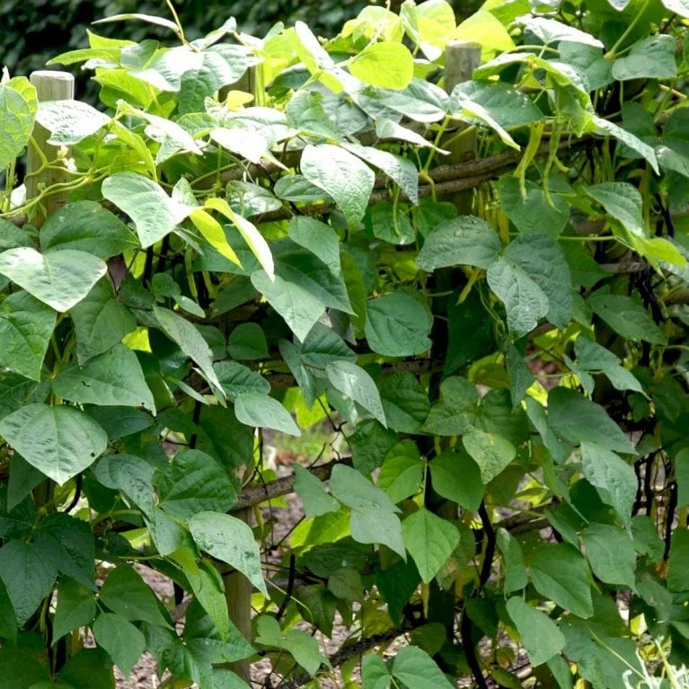 Krybbønne 'Maxi' Øko Phaseolus Vulgaris 'Maxi' Frøpose, Antal Pr. Pakke, Ca. 25 Stk. 4 Krybbønne 'Maxi' Øko Phaseolus Vulgaris 'Maxi' Frøpose, Antal Pr. Pakke, Ca. 25 Stk. - Billede 2