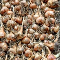 Kepaløg 'Stuttgarter Riesen' Øko Allium Cepa 'Stuttgarter Riesen' Frøpose, Antal Pr. Pakke, Ca. 100 Stk. -Siriu Planter Butik p20172 54596 allium cepa stuttgarter riesen c67c