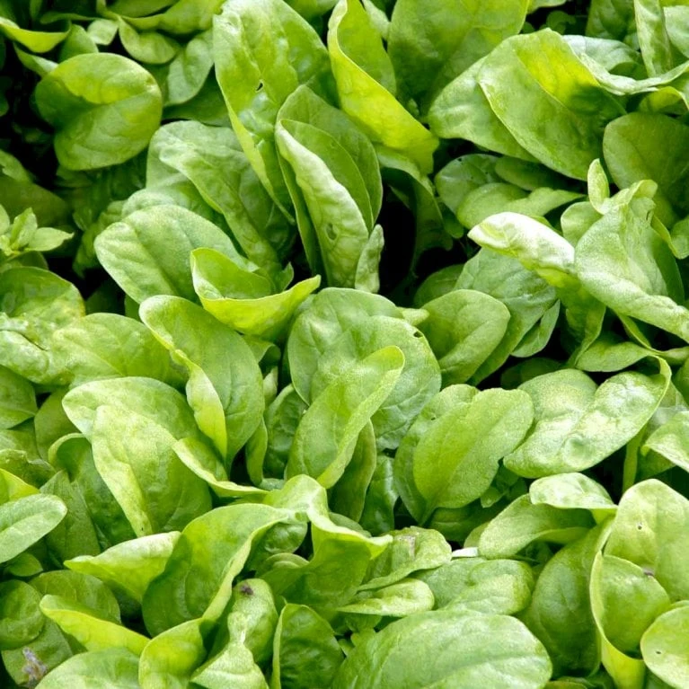 Spinat 'Vroeg Reuzenblad' Øko Spinacia Oleracea L. 'Vroeg Reuzenblad' Frøpose, Antal Pr. Pakke, Ca. 80 Stk. 4 Spinat 'Vroeg Reuzenblad' Øko Spinacia Oleracea L. 'Vroeg Reuzenblad' Frøpose, Antal Pr. Pakke, Ca. 80 Stk. - Billede 2