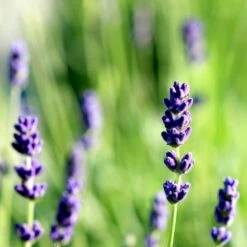Ægte Lavendel Øko Lavandula Angustifolia Frøpose, Antal Pr. Pakke, Ca. 20 Stk. -Siriu Planter Butik p20214 54701 lavandula angustifolia fecb