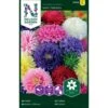 Sommerasters 'Semi-Tall' Mix Callistephus Chinensis 'Semi-Tall' Mix Pose Med Frø Eller Løg, 25 -Siriu Planter Butik p20458 34828 callistephus chinensis semi tall mix dfb7