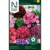 Studenternellike 'Herald Of Spring' Dianthus Barbatus 'Herald Of Spring' Pose Med Frø Eller Løg, 30 -Siriu Planter Butik p20490 34834 dianthus barbatus herald of spring b073