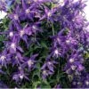 Klematis 'Georg' Clematis Macropetala 'Georg' Potte 2,0 Liter,- Opbundet 60-100 Cm -Siriu Planter Butik p20982 39074 clematis macropetala georg 3b76