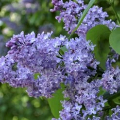 Almindelig Syren Syringa Vulgaris Solitær Busk 150-175 Cm. - Med Klump -Siriu Planter Butik p2098 54116 syringa vulgaris d30c