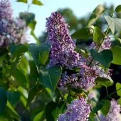 Almindelig Syren Syringa Vulgaris Solitær Busk 150-175 Cm. - Med Klump -Siriu Planter Butik p2098 54117 syringa vulgaris e2e1