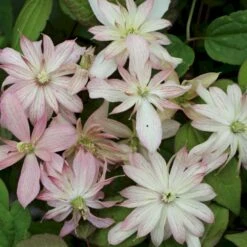 Bjerg-Skovranke 'Marjorie' Clematis Montana 'Marjorie' Potte 2,0 Liter,- Opbundet