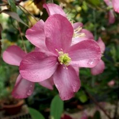 Bjerg-Skovranke 'Freda' Clematis Montana 'Freda' Potte 2,0 Liter,- Opbundet