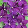 Italiensk Skovranke 'Viola' Clematis Viticella 'Viola' Potte 2,0 Liter,- Opbundet -Siriu Planter Butik p20998 27716 clematis viticella viola fab2