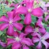 Italiensk Skovranke 'Madame Julia Correvon' Clematis Viticella 'Madame Julia Correvon' Potte 2,0 Liter,- Opbundet -Siriu Planter Butik p21001 27657 clematis viticella mme julia correvon c289