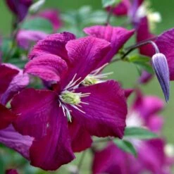 Italiensk Skovranke 'Madame Julia Correvon' Clematis Viticella 'Madame Julia Correvon' Potte 2,0 Liter,- Opbundet -Siriu Planter Butik p21001 48671 clematis viticella madame julia correvon cd15