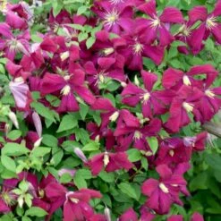 Italiensk Skovranke 'Madame Julia Correvon' Clematis Viticella 'Madame Julia Correvon' Potte 2,0 Liter,- Opbundet -Siriu Planter Butik p21001 48672 clematis viticella madame julia correvon 567f