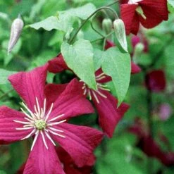 Italiensk Skovranke 'Madame Julia Correvon' Clematis Viticella 'Madame Julia Correvon' Potte 2,0 Liter,- Opbundet -Siriu Planter Butik p21001 48673 clematis viticella madame julia correvon 726d