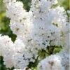 Almindelig Syren Hvid Syringa Vulgaris Alba 5 Liter Potte -Siriu Planter Butik p2101 37450 syringa vulgaris alba 69a5