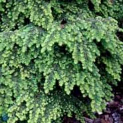 Japansk Taks 'Nana' Taxus Cuspidata 'Nana' Potte 5,0 Liter,- 30-40 Cm. -Siriu Planter Butik p2115 1652 taxus cuspidata nana 6e2d