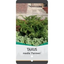 Taks 'Farmen' Taxus Media 'Farmen' Potte 3,0 Liter,- 25-30 Cm. -Siriu Planter Butik p2116 38833 image 55dc