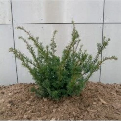 Taks 'Farmen' Taxus Media 'Farmen' Potte 3,0 Liter,- 25-30 Cm. -Siriu Planter Butik p2116 47522 taxus media farmen 2f26