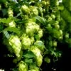Humle 'Nordbrau' Humulus Lupulus 'Nordbrau' Potte 2,0 Liter,- Opbundet -Siriu Planter Butik p21199 50603 humulus lupulus nordbrau 9413