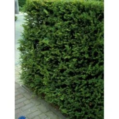 Almindelig Taks Taxus Baccata Potte 3,0 Liter,- 40-60 Cm. -Siriu Planter Butik p2119 1655 taxus baccata 0df8