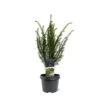 Almindelig Taks Taxus Baccata Potte 3,0 Liter,- 40-60 Cm. -Siriu Planter Butik p2119 43369 taxus baccata 7dc9