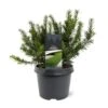 Krybende Almindelig Taks 'Repandens' Taxus Baccata 'Repandens' Potte 3,0 Liter,- 25-30 Cm.