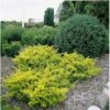 Almindelig Krybende Taks 'Summergold' Taxus Baccata 'Summergold' Potte 2,0 Liter,- 25-30 Cm.
