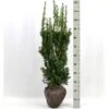 Taks 'Hicksii' Taxus Media 'Hicksii' Med Klump,- 80-100 Cm. 2 Taks 'Hicksii' Taxus Media 'Hicksii' Med Klump,- 80-100 Cm. -Siriu Planter Butik p2129 52707 taxus media hicksii 35e0