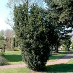 Taks 'Hicksii' Taxus Media 'Hicksii' Med Klump,- 80-100 Cm. -Siriu Planter Butik p2129 52845 taxus media hicksii b8aa