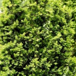 Taks 'Hicksii' Taxus Media 'Hicksii' Med Klump,- 80-100 Cm. -Siriu Planter Butik p2129 52846 taxus media hicksii fc91