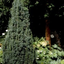 Taks 'Hicksii' Taxus Media 'Hicksii' Med Klump,- 80-100 Cm. -Siriu Planter Butik p2129 52847 taxus media hicksii 2fde