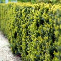 Taks 'Hicksii' Taxus Media 'Hicksii' Med Klump,- 80-100 Cm. -Siriu Planter Butik p2129 52848 taxus media hicksii 3d61