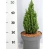 Sukkertopgran 'Zuckerhut' Picea Glauca 'Zuckerhut'(dværgform) Potte 5,0 Liter,- 30-40 Cm. 1 Sukkertopgran 'Zuckerhut' Picea Glauca 'Zuckerhut'(dværgform) Potte 5,0 Liter,- 30-40 Cm. -Siriu Planter Butik p21326 41545 picea glauca zuckerhut e629