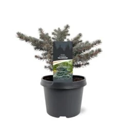 Blågran (Podet) 'Waldbrunn' Picea Pungens 'Waldbrunn'(dværgform) Potte 3,0 Liter,- 15-20 Cm.