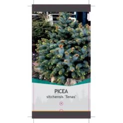 Sitkagran (Podet) 'Tenas' Picea Sitchensis 'Tenas' (dværgform) Potte 3,0 Liter,- 20-25 Cm. -Siriu Planter Butik p21364 38817 image a492