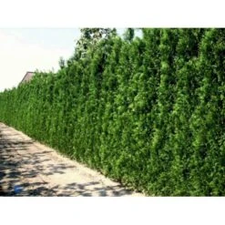 Almindelig Thuja 'Brabant' Thuja Occidentalis 'Brabant' Potte 4,0 Liter,- 80-100 Cm. -Siriu Planter Butik p2140 1668 thuja occidentalis brabrant 373f