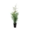 Almindelig Thuja 'Brabant' Thuja Occidentalis 'Brabant' Potte 4,0 Liter,- 80-100 Cm. 1 Almindelig Thuja 'Brabant' Thuja Occidentalis 'Brabant' Potte 4,0 Liter,- 80-100 Cm. -Siriu Planter Butik p2140 43376 thuja occidentalis brabant 7a4f