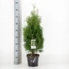Almindelig Thuja 'Holmstrup' Thuja Occidentalis 'Holmstrup' Potte 3,0 Liter,- 40-60 Cm. -Siriu Planter Butik p2144 33878 thuja occidentalis holmstrup 4711