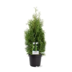 Almindelig Thuja 'Holmstrup' Thuja Occidentalis 'Holmstrup' Potte 3,0 Liter,- 40-60 Cm. -Siriu Planter Butik p2144 38848 image d11c