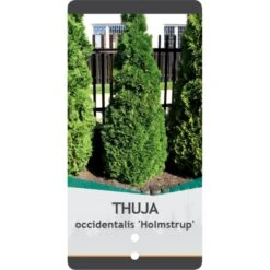 Almindelig Thuja 'Holmstrup' Thuja Occidentalis 'Holmstrup' Potte 3,0 Liter,- 40-60 Cm. -Siriu Planter Butik p2144 38849 image 8c01