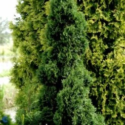 Almindelig Thuja 'Holmstrup' Thuja Occidentalis 'Holmstrup' Potte 3,0 Liter,- 40-60 Cm. -Siriu Planter Butik p2144 47527 thuja occidentalis holmstrup 70ce