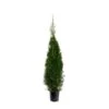Almindelig Thuja 'Smaragd' Thuja Occidentalis 'Smaragd' Potte 10 Liter,- 125-150 Cm. 2 Almindelig Thuja 'Smaragd' Thuja Occidentalis 'Smaragd' Potte 10 Liter,- 125-150 Cm. -Siriu Planter Butik p2145 45699 thuja occidentalis smaragd 94a5