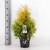 Almindelig Thuja 'Yellow Ribbon' Thuja Occidentalis 'Yellow Ribbon' Potte 3,0 Liter,- 40-60 Cm. -Siriu Planter Butik p2146 33479 thuja occidentalis yellow ribbon 6e85