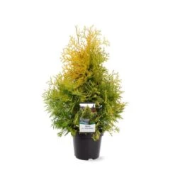 Almindelig Thuja 'Yellow Ribbon' Thuja Occidentalis 'Yellow Ribbon' Potte 3,0 Liter,- 40-60 Cm. -Siriu Planter Butik p2146 38850 image bd8d