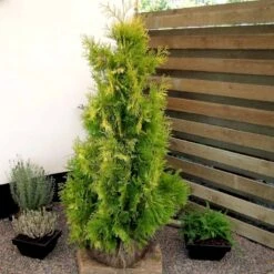 Almindelig Thuja 'Yellow Ribbon' Thuja Occidentalis 'Yellow Ribbon' Potte 3,0 Liter,- 40-60 Cm. -Siriu Planter Butik p2146 52860 thuja occidentalis yellow ribbon 128a